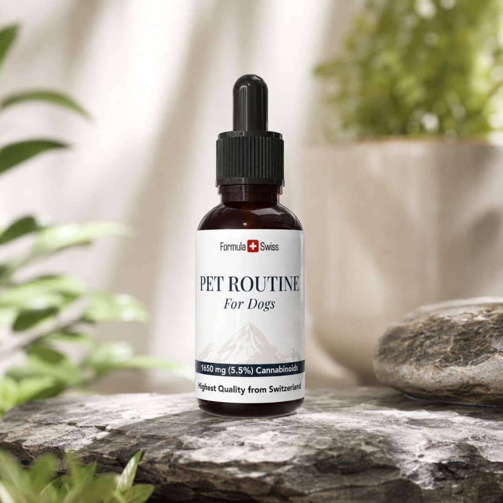 Bouteille de 'Pet Routine for Dogs' sur une surface en pierre avec des plantes en arrière-plan
